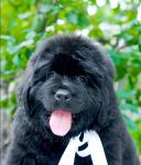 New photo!!! Sent Djons Suzi Qatro were born new Puppies!!!   !!!