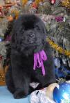     ! We have new puppys!!!