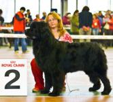      -  - 2007. Regional Dogshow Delta - Pal - 2007