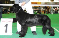    2007  International Dog Show CACIB FCI Russia 2007