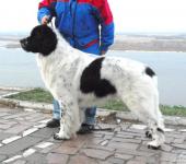   CACIB '  '    2008, .  