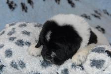       !!! Lancelot and Lily! Puppies new photos!