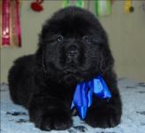       !!! Fram and Roma! Puppies new photos! 