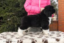     8 !  New puppy's photo!!!