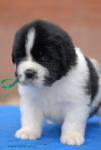     3 !!!     -    !  New puppies were born!