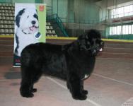 12-13.03.11 2CACIB  +CAC + 
