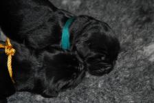    ! We have new puppies!