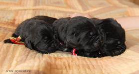 New puppies in you kenell !!       !