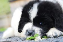      ! New photo Puppy Lancelota and Zhanna!!!