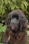 Sent Djons Yanessa Sweety Smile ()    3,5 !  New puppies in our kennel!