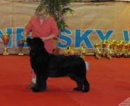  CACIB  C    Internacional Dogshow St.Piterburg